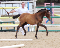 contacoradobf1 4